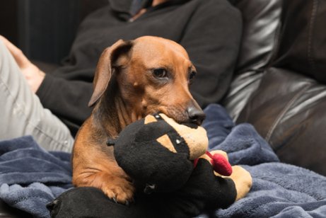 A jealous dog bring a toy to his master.