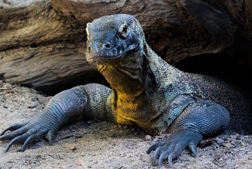 Komodo Dragon