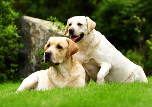 Labrador retrievers