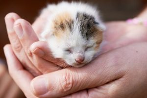 What To Do If You Find A Litter Of Kittens On The Street?