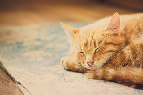 Yellow cat taking a nap