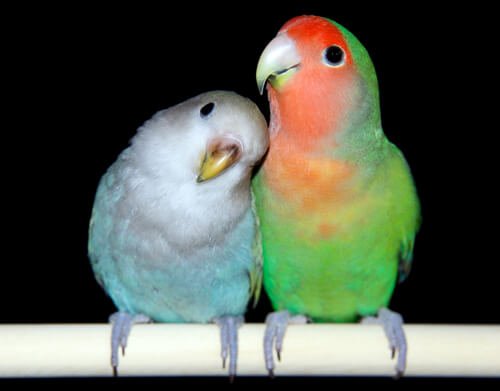 Lovebirds and their reproduction