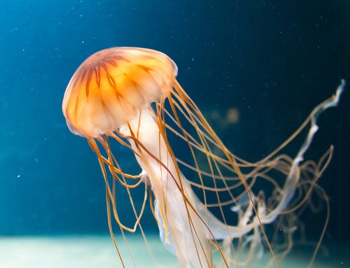Poisonous jellyfish swimming in a tank