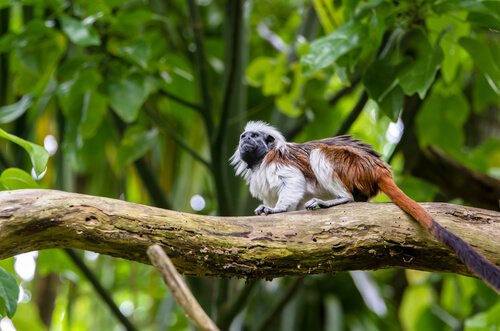 Cotton-top Tamarin on a branch