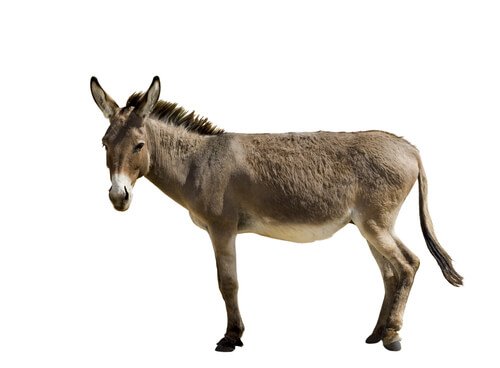 A skinny mule 