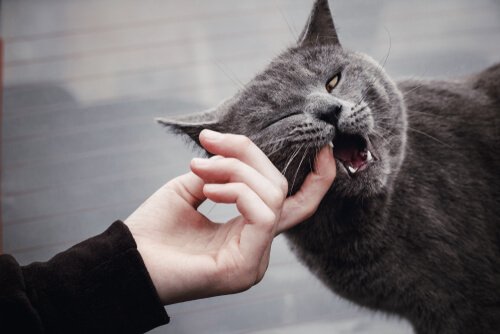 A cat bite.