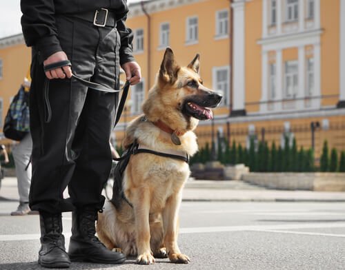 A police dog