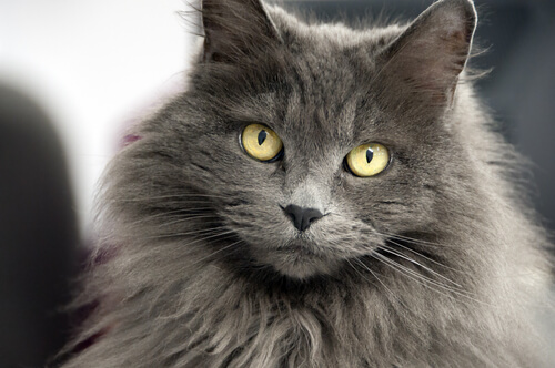 12 Names for Long-Haired Cats