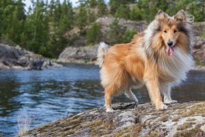 Good Names for Long Haired Dogs