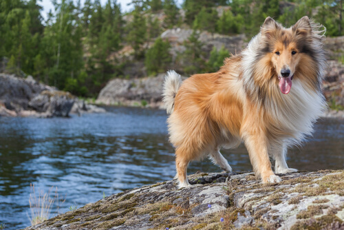Good Names for Long Haired Dogs - My Animals