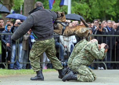 Police dog in training