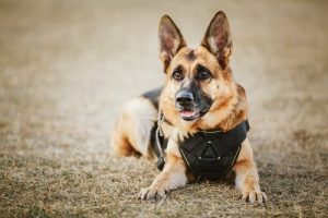 The Name Game: Names for Police Dogs