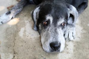 What Is The Life Expectancy of Dogs?