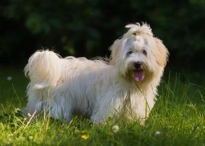 The Havanese: Cuba's National Dog