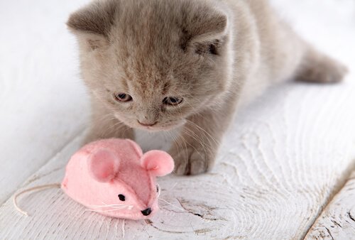  Kitten playing with a homemade toy 