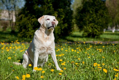 A Labrador sitting in a field.