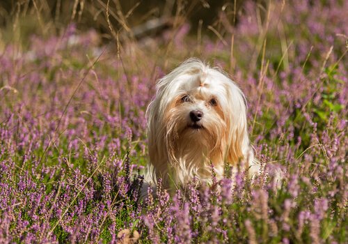 Havanese in a field