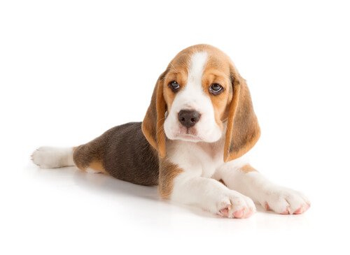  A Beagle laying on its stomach.
