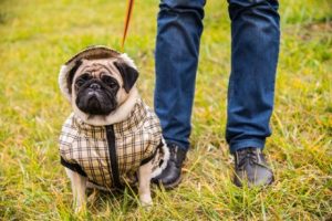 Aggressive, Overprotected Dogs