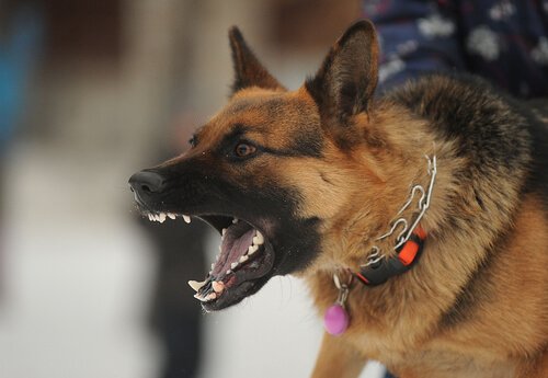Aggressive German Shepherd