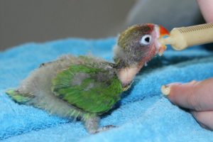 Raising Lovebirds: What to Keep in Mind