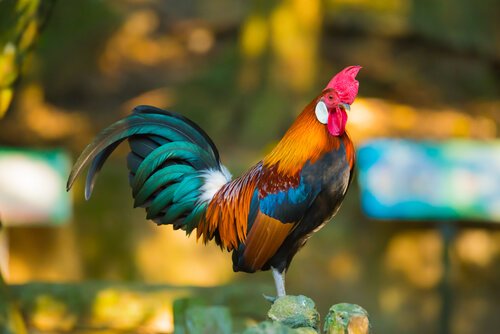 The rooster, one of the animals in the Chinese zodiac