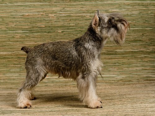 Miniature schnauzers