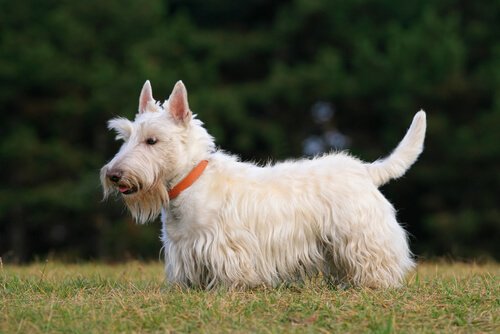 A Scottish Terrier, one of the dogs of the Scottish Highlands