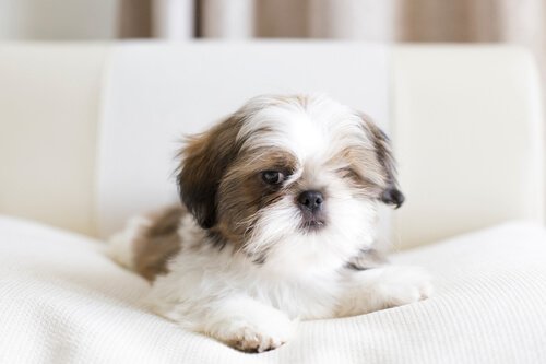 perfect dogs for small apartments: Shih Tzu