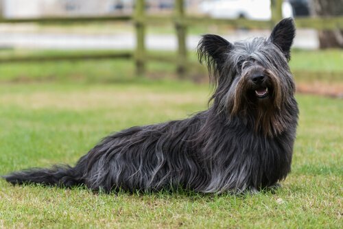 A Skye Terrier: dogs of the Scottish highlands