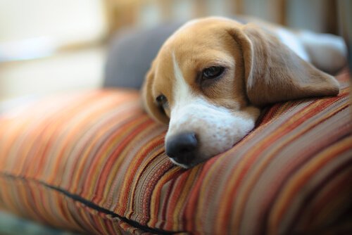 Depression Symptoms in Dogs