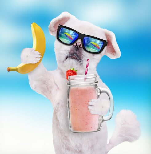 A dog with sunglasses, a smoothie and a banana