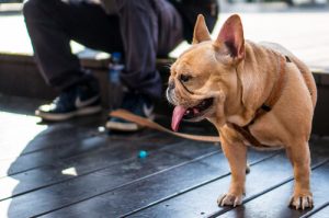 What is the best leash for your dog?