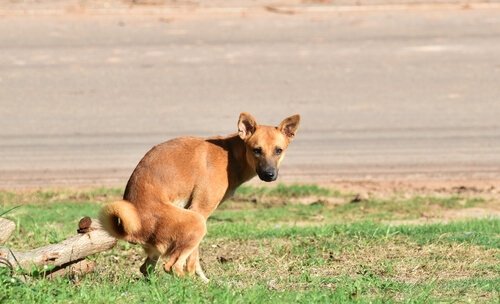 A dog relieving itself