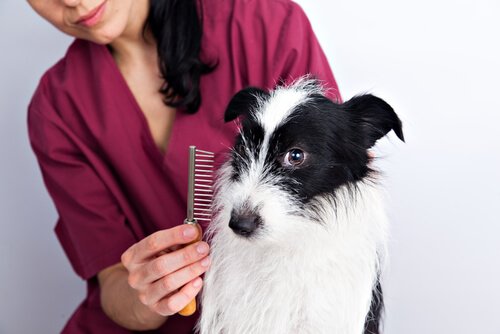 Trim your dog's fur with a brush