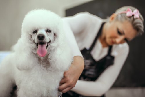 trimming your dog's fur at home