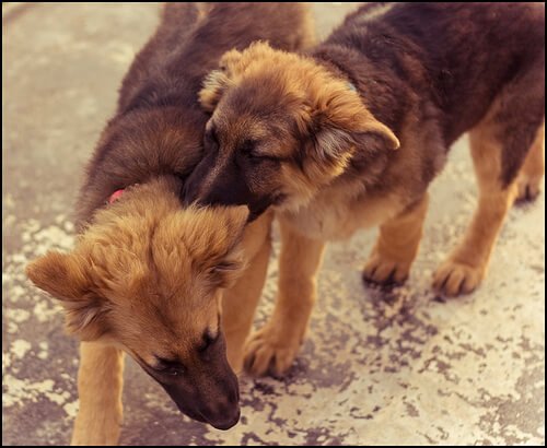 Two male dogs fighting
