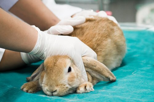 Rabbit being examined by a vet