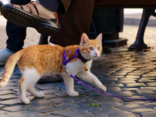 Walking Your Cat: Πώς να βγάλετε τη γάτα σας έξω για βόλτα