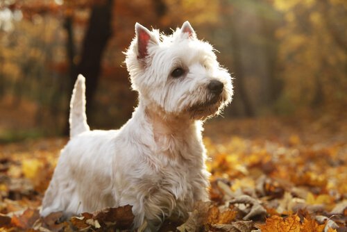 Perfect dogs for small apartments: West Highland White Terrier