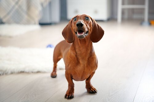 Dogs with short legs: Wiener dog or dackel or dachshund