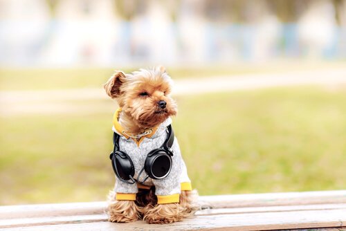 6 Outfits for Your Yorkie