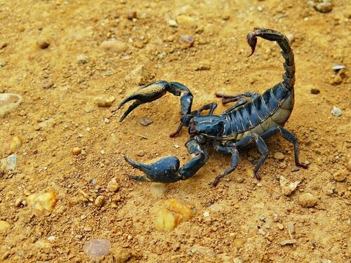 att bli stucken av en skorpion