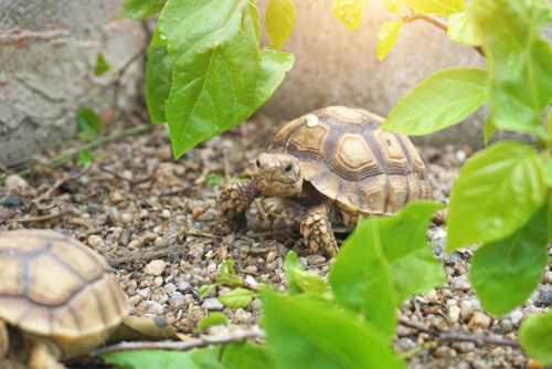 African Tortoises on some gravel