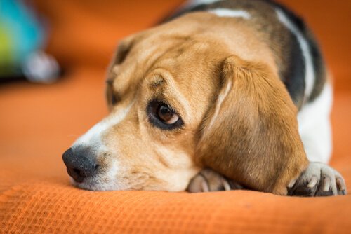 Why Your Dog Has Less Energy Than Before
