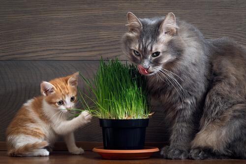 Cats smelling a plant