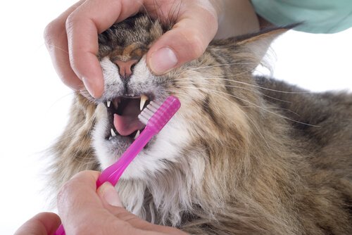 Cat having his teeth brushed