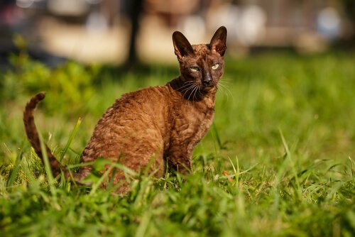 Cornish Rex sitting in a field of grass
