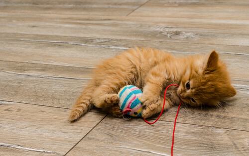 Kitten happily playing with a toy mouse