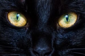 Cats' and Dogs' Pupils: how they work
